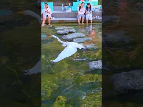 청계천에서 생긴 일 #서울여행 #청계천 #백로 #물고기