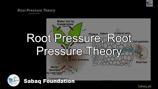 Root Pressure, Root Pressure Theory