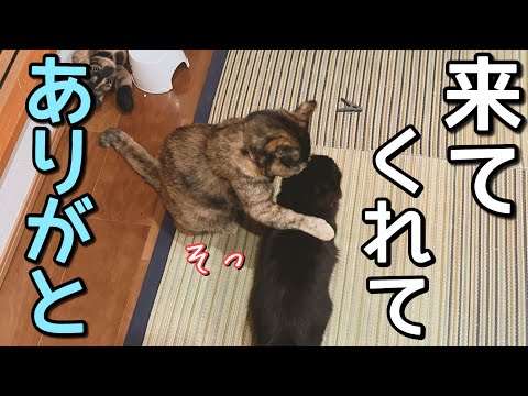 我が家に来てくれてありがとう！栄養失調だった子猫が超食いしん坊になるまで