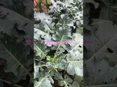 夏野菜栽培の様子#shorts #家庭菜園 #庭作業 #gardening