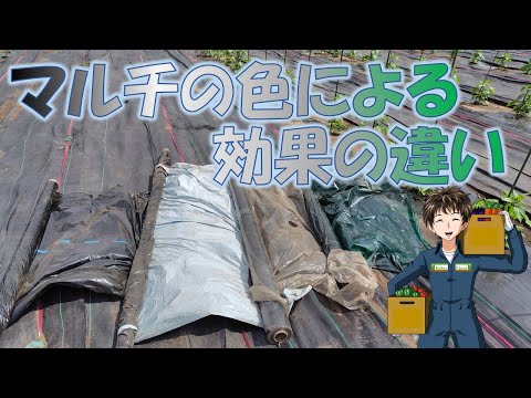 【マルチの効果】暑い時期は高価な白黒マルチを使います。