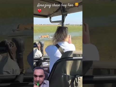 Lion chasing bumba #wildlife #wildanimals #lion #animals #youtubeshorts #unfrezzmyaccount #shorts