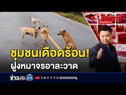 ฝูงสุนัขจรจัดอาละวาด กัดสัตว์เลี้ยงชาวบ้าน | ร้องทุกข์กับบรรจง