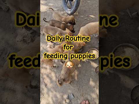 Daily Routine for feeding puppies. #puppy #puppies #memes #science  #facts #puppyhood #funnypuppy