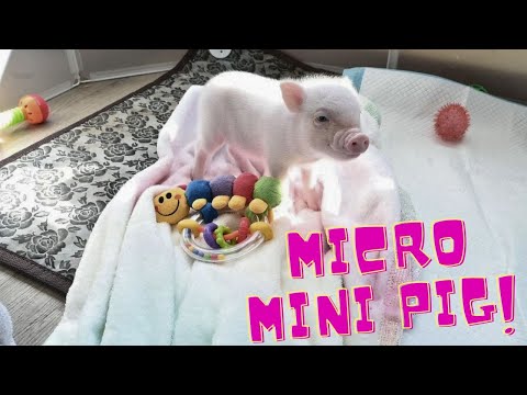 Do YOU think something is WRONG with our littlest PIGLET?