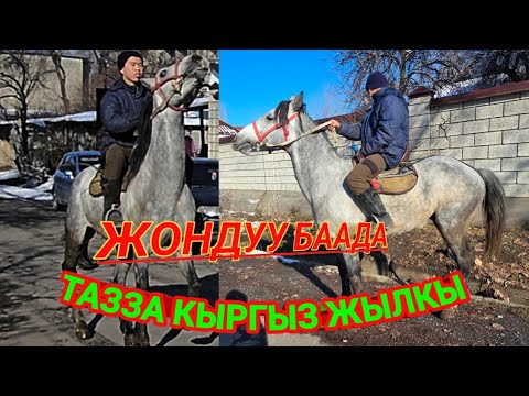 Тазза Кыргыз жылкы жондуу баа тел: 0773550909