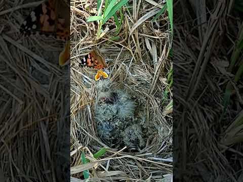 There are butterfly and insects near the skylark bird babies (p 2) #shorts