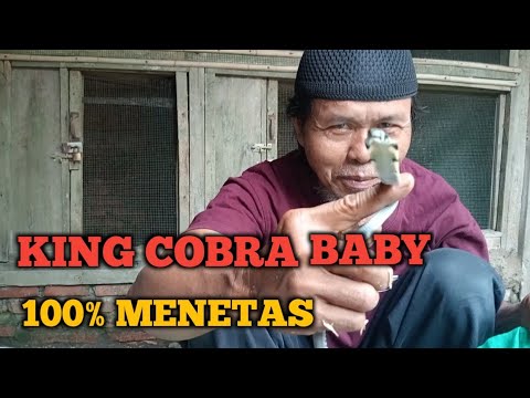 KING COBRA BABY BERHASIL DITETASKAN SECARA TRADISIONAL