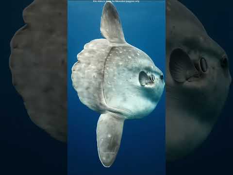 No animal preys on this fish.