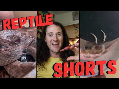 Finding Snakes in The Wild & Feeding My Pet Rattlesnakes! June 2024 Reptile YT Shorts Compilation