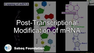 Post-Transcriptional Modification of mRNA