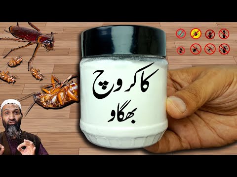 How to Get Rid of Cockroaches Naturally with 3 Ingredients | Quick & Easy DIY