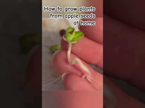 How to grow plants from apple seeds at home #gardening #youtube #plants #motivation #shorts