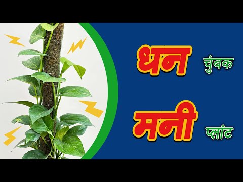 Money magnet money plant |धन चुंबक मनी प्लांट |