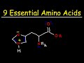 Amino Acids and Their Functions