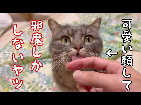 猫の動画サムネイル - フォトスポット作りを全力で邪魔する猫たちが、結局いちばん可愛かった話