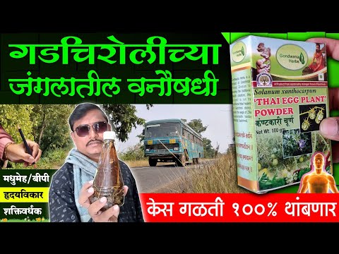 गडचिरोलीच्या जंगलातील वनौषधी | Gadchiroli Forest Medicine | Aurveda | Shivar Business