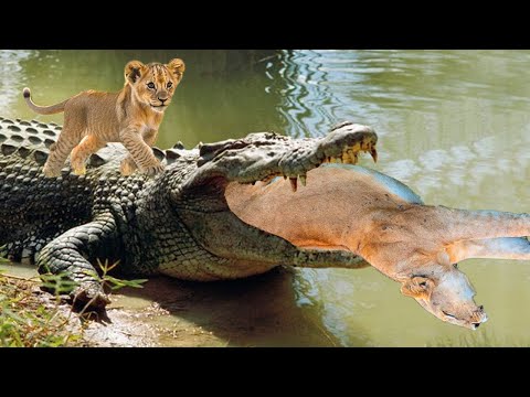 Crocodiles Wait For Lion Mom Across The River | Harsh Life