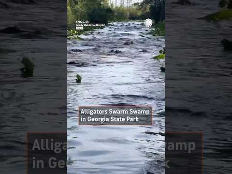 Alligators Swarm Swamp In Georgia State Park