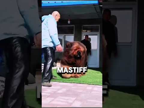 .“These Dogs Can Defeat the Cane Corso?! | Ultimate Power Comparison” #animalfacts