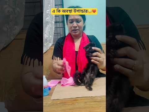 💥আল্লাহ মাফ করো💔🙏@TaniaAkter-gm3mi #pets #cat