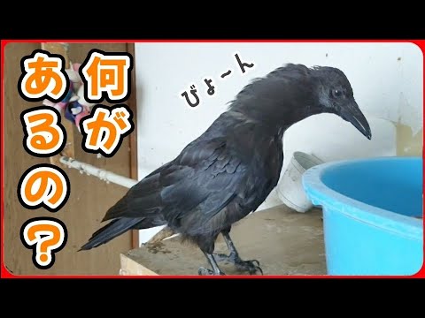 【カラスは伸びる】ビョ〜ンっと首を伸ばして何を確認してるの？20250911、カラス＆四つ足クインテット（仮）