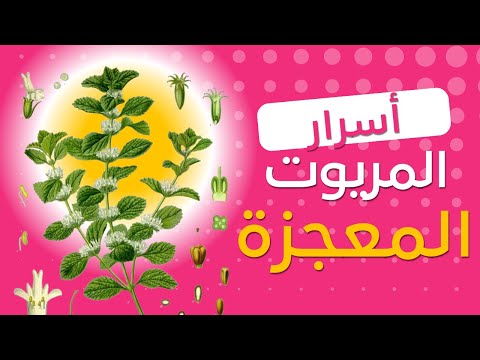 عشبة المريوت و أسرارها...هل هي حقا مفيدة