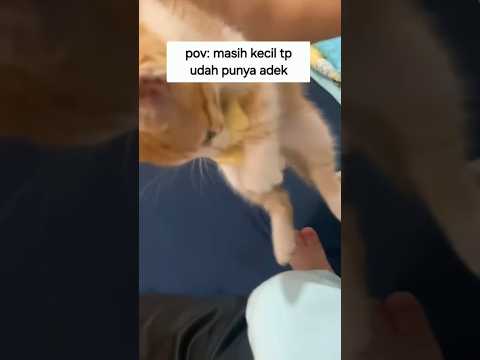 Kucing oyen barbar meresahkan #kucing #oyen #barbar #meresahkan #shorts #lucu #fyp