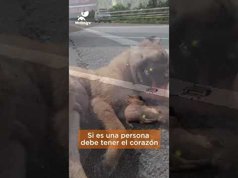 La ESPERANZA es lo último que se pierde 🙏🐶 l YT: Pet Adoption Center #perros #rescatado #dog