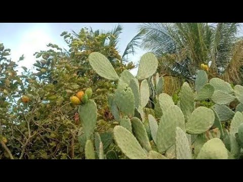 பெரிய கள்ளிப்பழம் பாத்திருக்கீங்களா reupload