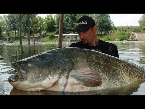 Catfish monster on spinning with jerk - hd by catfishing world