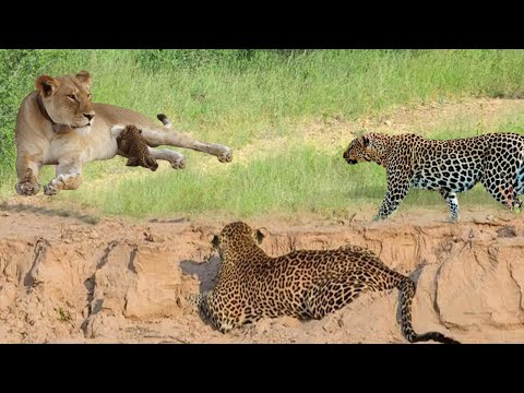 Leopard Helplessly Watches Cub Eaten By Lion - This Is The Next Tragedy