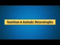 Nutrition and Feeding Mechanisms in Organisms