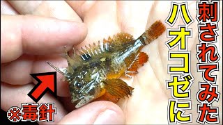 被害者多数！毒魚『ハオコゼ』に刺されるとこんなことになる
