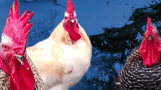 LOS 3 GALLOS DEL CORRAL #feedshorts #gallo #gallos