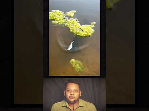 The more greedy the sooner the catch #viralvideo #reality #fish
