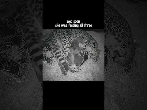 Vet’s Risky Plan Saves Abandoned Cheetah Cub