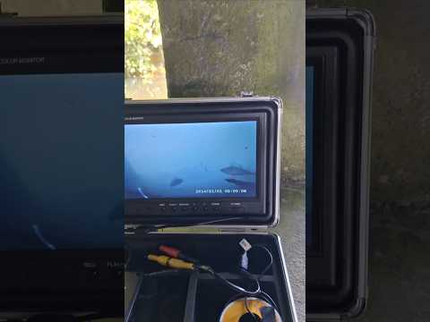 Aborre - bedste setup 🤘🤘 #aborre #perch #fishing #fiskeri #short #catchandrelease