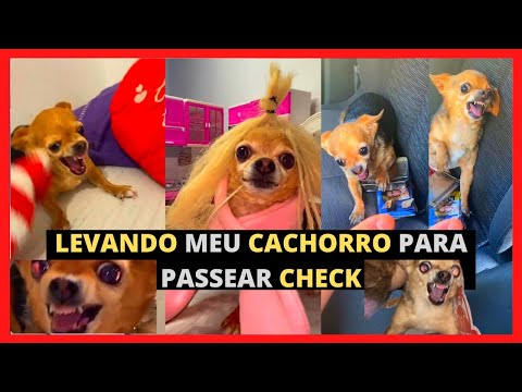 Animais Engraçados - Levando Meu Cachorro para Passear