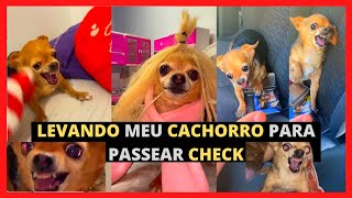 Animais Engraçados - Levando Meu Cachorro para Passear