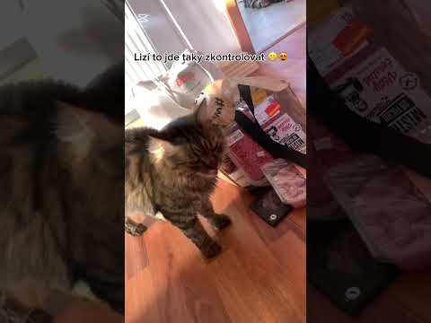 Bertíček pomocníček 🐈‍⬛❤️ #cat #viralvideo