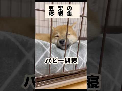 癒し☺️ #柴犬 #豆柴#shibainu #癒し