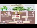 Exploring the Carbon, Oxygen & Nitrogen Cycles