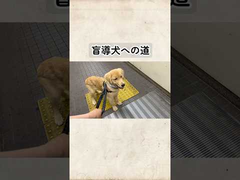盲導犬への道#goldenretreiver #ゴールデンレトリバー サムネイル