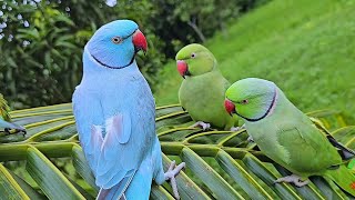 Parrot Chirping Sounds