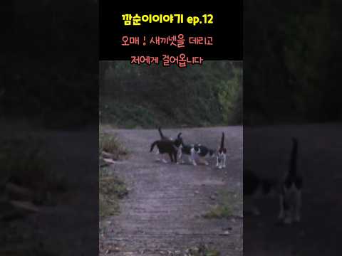 오매! 새끼들을 줄줄이 데리고 저에게 걸어옵니다 ~ 우짜노~ #새끼고양이 #cat #길냥이