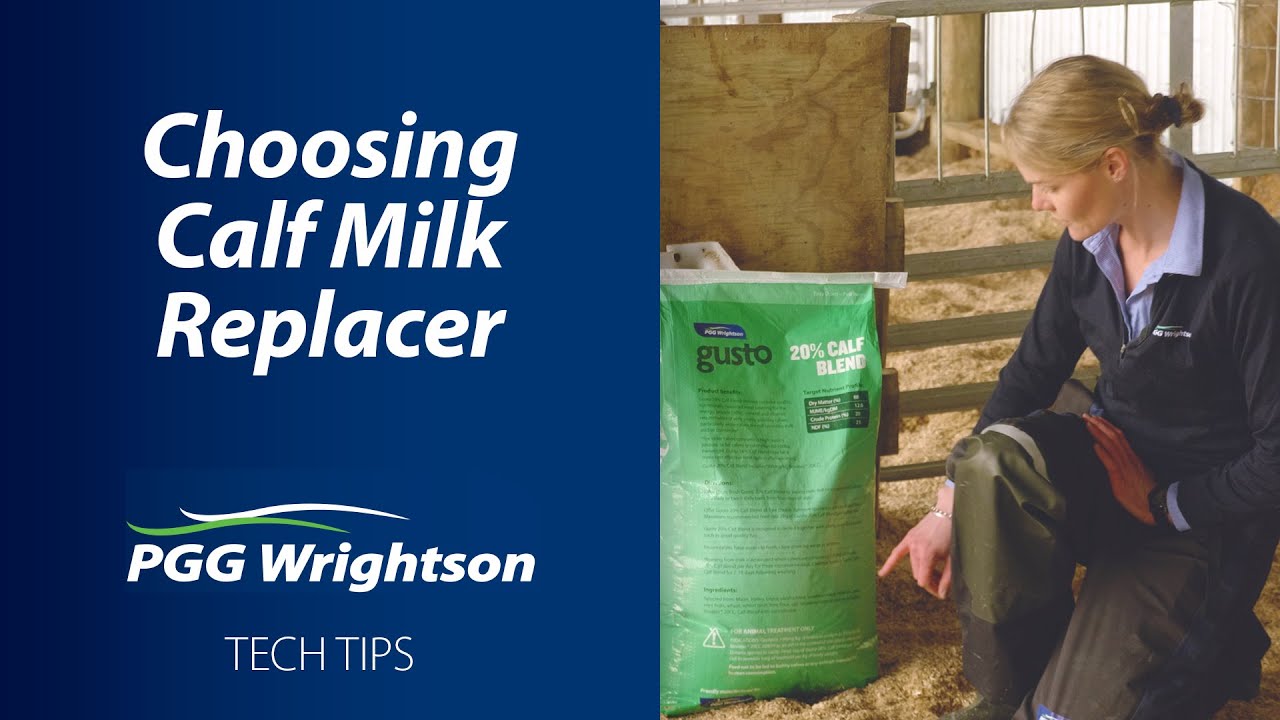 Choosing calf milk replacer