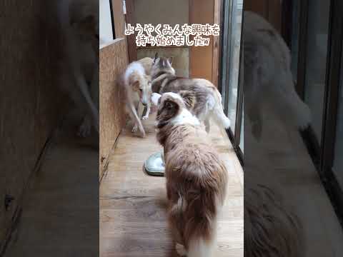 大型犬が3頭いる廊下で卵が生まれたら…#shorts
