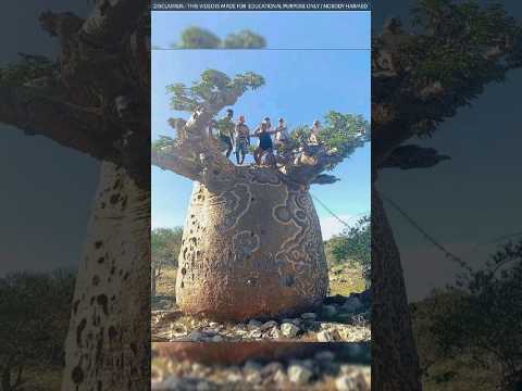 This tree is saving the lives of people in Africa ।