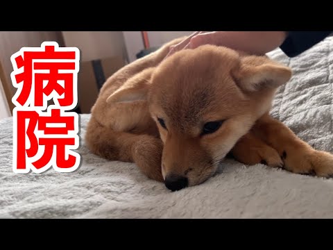 【病院へ】朝の目覚めから小夏の様子がおかしいので焦る飼い主　生後４ヶ月